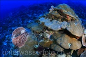 Korallenriff (Alor, Banda-See, Indonesien) - Coral Reef (Alor, Banda-Sea, Indonesia)