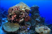 Korallenriff (Alor, Banda-See, Indonesien) - Coral Reef (Alor, Banda-Sea, Indonesia)