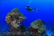 Taucherin enrkundet ein Korallenriff (Alor, Banda-See, Indonesien) - Scubadiver and Coral Reef (Alor, Banda-Sea, Indonesia)
