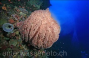 Grosser Fass Schwamm (Xestospongia testudinaria) gibt seine Eier ins Wasser ab (Wetar, Banda-See, Indonesien) - Barrel Sponge (Wetar, Banda-Sea, Indonesia)