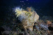 Korallenriff (Wetar, Banda-See, Indonesien) - Coral Reef (Wetar, Banda-Sea, Indonesia)