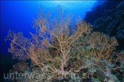 Korallenriff (Wetar, Banda-See, Indonesien) - Coral Reef (Wetar, Banda-Sea, Indonesia)