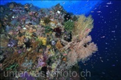 Farbenprächtiges Korallenriff (Wetar, Banda-See, Indonesien) - Colourful Coral Reef (Wetar, Banda-Sea, Indonesia)