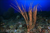 Strauch Rutengorgonie (Ellisella ceratophyta), (Wetar, Banda-See, Indonesien) - Soft Coral (Wetar, Banda-Sea, Indonesia)