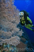 Taucherin mit Fächergorgonie, (Wetar, Banda-See, Indonesien) - Scubadiver and Fan Coral (Wetar, Banda-Sea, Indonesia)