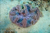 Hawaii-Anemone (Heteractis malu), (Wetar, Banda-See, Indonesien) - Sea Anemone (Wetar, Banda-Sea, Indonesia)