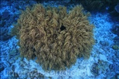 Flexible Lederkoralle (Sinularia flexibilis) bildet einen grossen Korallenstock (Wetar, Banda-See, Indonesien) - Slimy Leather Coral (Wetar, Banda-Sea, Indonesia)