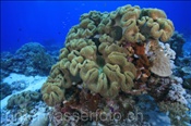 Troglederkoralle (Sarcophyton trocheliophorum) bildet einen grossen Korallenstock (Wetar, Banda-See, Indonesien) - Leather Coral (Wetar, Banda-Sea, Indonesia)