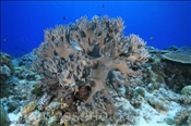 Finger Lederkoralle (Lobophytum sp.1) bildet einen grossen Korallenstock (Wetar, Banda-See, Indonesien) - Leather Coral (Wetar, Banda-Sea, Indonesia)
