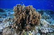 Platten Feuerkoralle (Millepora platyphyllia) bildet einen grossen Korallenstock (Wetar, Banda-See, Indonesien) - Fire Coral (Wetar, Banda-Sea, Indonesia)