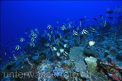 Korallenriff mit vielen Fischen (Wetar, Banda-See, Indonesien) - Coral Reef (Wetar, Banda-Sea, Indonesia)
