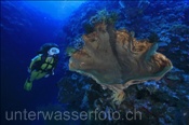 Taucherin mit grossem Schwamm (Wetar, Banda-See, Indonesien) - Scubadiver and Sponge (Wetar, Banda-Sea, Indonesia)
