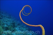 Helle Seepeitsche / Peitschenkoralle (Junceella fragilis), (Wetar, Banda-See, Indonesien) - Whip Coral (Wetar, Banda-Sea, Indonesia)