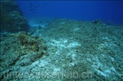 Mit Dynamitfischerei zerstörtes Korallenriff (Wetar, Banda-See, Indonesien) - Destroyed Coral Reef (Wetar, Banda-Sea, Indonesia)