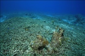 Mit Dynamitfischerei zerstörtes Korallenriff (Wetar, Banda-See, Indonesien) - Destroyed Coral Reef (Wetar, Banda-Sea, Indonesia)