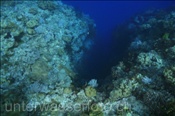 Spalte im Korallenriff (Wetar, Banda-See, Indonesien) - Coral Reef (Wetar, Banda-Sea, Indonesia)