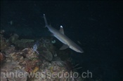 Weissspitzen Riffhai (Triaenodon obesus) auf nächtlicher Jagdt (Wetar, Banda-See, Indonesien) - Whitetip Reef Shark (Wetar, Banda-Sea, Indonesia)