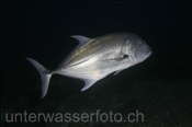 Dickkopf Makrele (Caranx ignobilis) auf nächtlicher Jagdt (Wetar, Banda-See, Indonesien) - Giant Trevally (Wetar, Banda-Sea, Indonesia)
