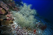 Korallenriff (Nyata, Banda-See, Indonesien) - Coral Reef (Nyata, Banda-Sea, Indonesia)