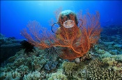 Taucherin mit Fächergorgonie, (Nyata, Banda-See, Indonesien) - Scubadiver and Fan Coral (Nyata, Banda-Sea, Indonesia)
