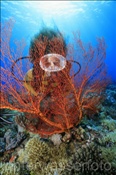 Taucherin mit Fächergorgonie, (Nyata, Banda-See, Indonesien) - Scubadiver and Fan Coral (Nyata, Banda-Sea, Indonesia)