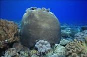 Blumen-Sternkorallen (Diploastrea helipora) können sehr gross werden (Nyata, Banda-See, Indonesien) - Hard Coral (Nyata, Banda-Sea, Indonesia)
