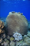 Blumen-Sternkorallen (Diploastrea helipora) können sehr gross werden (Nyata, Banda-See, Indonesien) - Hard Coral (Nyata, Banda-Sea, Indonesia)