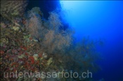 Schwarze Koralle / Fieder-Koralle (Antipathes dichotoma) wächst in grösserer Tiefe (Nyata, Banda-See, Indonesien) - Black Coral (Nyata, Banda-Sea, Indonesia)