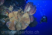 Taucherin mit grossen Schwämmen (Nyata, Banda-See, Indonesien) - Scubadiver and Sponges (Nyata, Banda-Sea, Indonesia)
