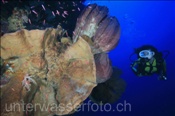 Taucherin mit grossen Schwämmen (Nyata, Banda-See, Indonesien) - Scubadiver and Sponges (Nyata, Banda-Sea, Indonesia)