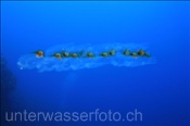 Salpenkette (Salpa maxima) treibt im Freiwasser (Nyata, Banda-See, Indonesien) - Salps (Nyata, Banda-Sea, Indonesia)