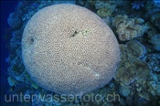 Dädalus-Hirnkoralle (Platygyra daedalea) bildet einen runden Korallenstock (Nyata, Banda-See, Indonesien) - Brain Coral (Nyata, Banda-Sea, Indonesia)