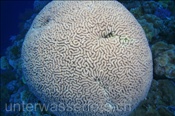 Dädalus-Hirnkoralle (Platygyra daedalea) bildet einen runden Korallenstock (Nyata, Banda-See, Indonesien) - Brain Coral (Nyata, Banda-Sea, Indonesia)