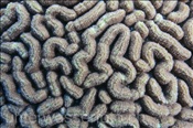 Dädalus-Hirnkoralle (Platygyra daedalea), (Nyata, Banda-See, Indonesien) - Brain Coral (Nyata, Banda-Sea, Indonesia)