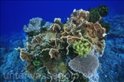 Korallenriff (Nyata, Banda-See, Indonesien) - Coral Reef (Nyata, Banda-Sea, Indonesia)