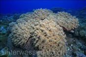 Matten-Lederkoralle (Sinularia gibberosa) überzieht abgestorbene Korallen (Nyata, Banda-See, Indonesien) - Leather Coral (Nyata, Banda-Sea, Indonesia)