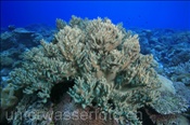 Finger Lederkoralle (Lobophytum sp.1) bildet einen grossen Korallenstock (Nyata, Banda-See, Indonesien) - Leather Coral (Nyata, Banda-Sea, Indonesia)
