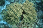 Matten-Lederkoralle (Sinularia gibberosa) überzieht abgestorbene Korallen (Nyata, Banda-See, Indonesien) - Leather Coral (Nyata, Banda-Sea, Indonesia)