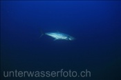 Torpedo-Makrele / Spanische Makrele (Scomberomorus commerson), (Nyata, Banda-See, Indonesien) - Narrow-Barred Spanish Mackerel (Nyata, Banda-Sea, Indonesia)