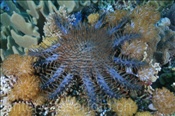 Die Dornenkrone (Acanthaster planci) hat sehr giftige Stacheln (Nyata, Banda-See, Indonesien) - Crown-of-thorns Starfish (Nyata, Banda-Sea, Indonesia)