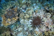 Dornenkronen (Acanthaster planci) fressen Korallen (Nyata, Banda-See, Indonesien) - Crown-of-thorns Starfish (Nyata, Banda-Sea, Indonesia)