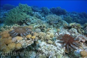 Dornenkronen (Acanthaster planci) fressen Korallen (Nyata, Banda-See, Indonesien) - Crown-of-thorns Starfish (Nyata, Banda-Sea, Indonesia)