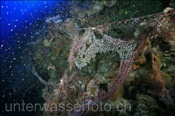 Altes Fischernetz im Korallenriff (Terbang, Banda-See, Indonesien) - Old Fishing Net (Terbang, Banda-Sea, Indonesia)
