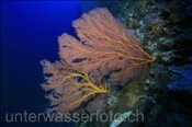 Korallenriff (Terbang, Banda-See, Indonesien) - Coral Reef (Terbang, Banda-Sea, Indonesia)