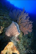 Korallenriff (Terbang, Banda-See, Indonesien) - Coral Reef (Terbang, Banda-Sea, Indonesia)