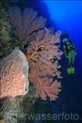 Taucherin mit Fächergorgonie, (Terbang, Banda-See, Indonesien) - Scubadiver and Fan Coral (Terbang, Banda-Sea, Indonesia)