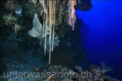 Hängende Weichkoralle (Spongodes imbricans) in Riffspalte(Terbang, Banda-See, Indonesien) - Soft Coral (Terbang, Banda-Sea, Indonesia)