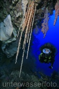 Taucherin mit Hängender Weichkoralle (Spongodes imbricans),(Terbang, Banda-See, Indonesien) - Scubadiver and Soft Coral (Terbang, Banda-Sea, Indonesia)