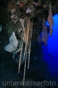 Hängende Weichkoralle (Spongodes imbricans) in Riffspalte(Terbang, Banda-See, Indonesien) - Soft Coral (Terbang, Banda-Sea, Indonesia)