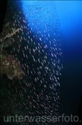 Ährenfische (Atherinidae) bilden einen Schwarm (Terbang, Banda-See, Indonesien) - Silversides (Terbang, Banda-Sea, Indonesia)